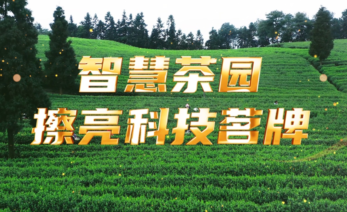 kdpay钱包(中国)茶园，擦亮科技茗牌